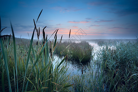 日出时的雾气沼泽图片