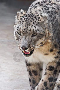 雪豹荒野动物园毛皮野生动物猎人动物豹属白色食肉濒危脸高清图片素材