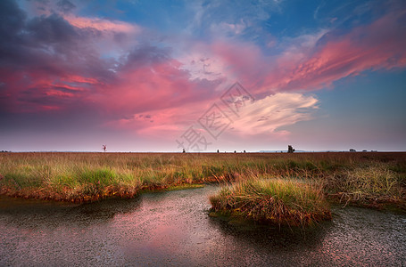 粉色的日落在沼泽之上图片