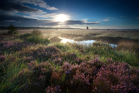 早晨 阳光照耀着茂泽的沼泽图片