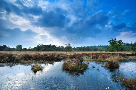 覆盖野生沼泽的蓝色云图片