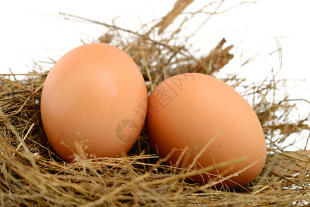 雀巢中的鸡蛋主食影棚脆弱性巢穴动物棕色食物图片