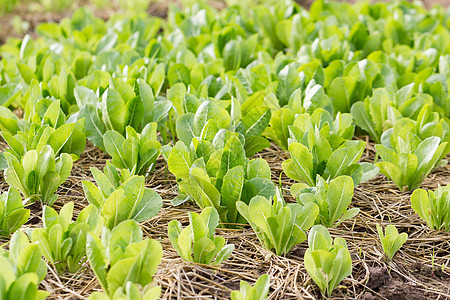 绿色生菜种植农场收成土壤团体美食农业沙拉叶子栽培食物图片