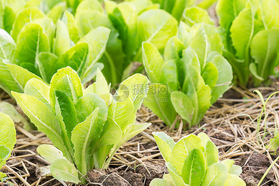 绿色生菜种植农场栽培蔬菜花园生长美食土壤收成园艺沙拉图片