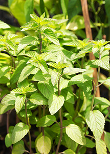 绿色植物薄荷聚粉工厂香料树叶植物宏观薄荷草本植物草本植被绿色植物花园背景