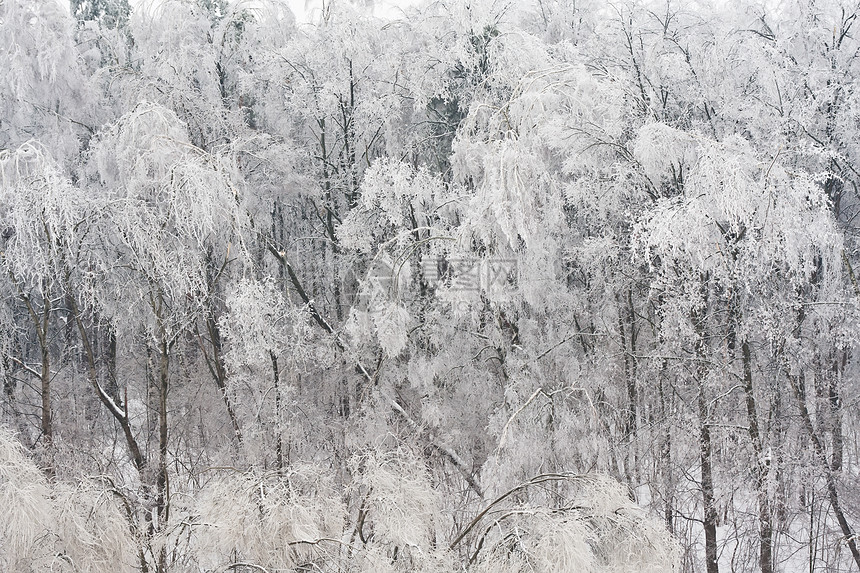 冬季森林季节场景树木白色冻结天空木头天气图片