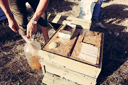 保管人保健药品六边形卫生荒野蜂蜡宏观食物蜜蜂女王图片