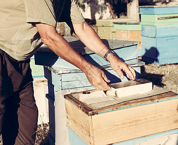 保管人树木权威养蜂人细胞梳理卫生蜜蜂保健女王昆虫图片