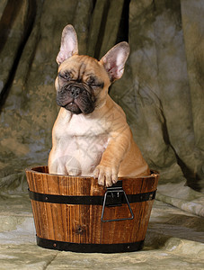 可爱的小狗犬类宠物反射浴缸时间婴儿盆地动物玩具洗澡图片