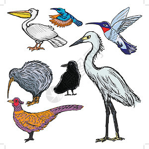 一组鸟鸟收藏插图乌鸦草图蜂鸟掠夺手绘苍鹭航班野鸡背景图片
