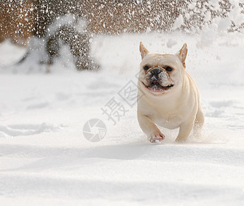 在雪中玩狗狗宠物动物白色小狗眼睛爪子耳朵犬类牛犬鼻子图片