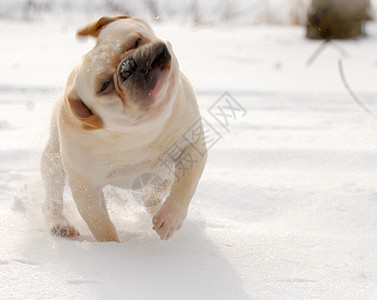 在雪中玩狗斗牛犬爪子小狗动物犬类眼睛耳朵白色运动鼻子图片