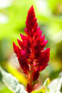 红热带花野花情调植物群热带绿色园艺丛林日光叶子荒野背景图片