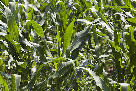 玉米角玉米地树叶农作物秸秆乡村农村叶子农业生产生长图片