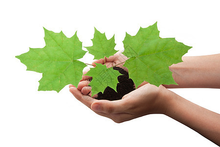 手握树木生态土壤发芽生长白色脆弱性绿色农业环境植物图片