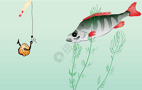 围鱼捕捞眼睛尾巴白色食物游泳栖息午餐条纹钓鱼藻类图片