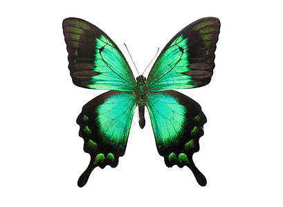 蝴蝶帕皮利奥帕伊努鲁斯昆虫君主龙虾翅膀飞行情调野生动物绿色异国宏观图片