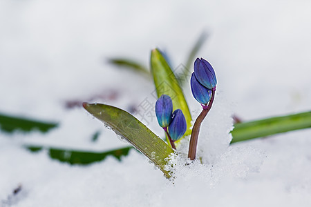 雪中的花朵绿色植物叶子植物学宏观蓝色白色季节花瓣花束图片