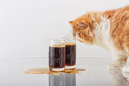 红波斯小猫在杯子里闻到啤酒的味道图片
