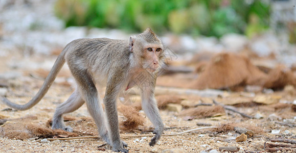 猴子野生动物生活绿色休息拉差头发热带哺乳动物丛林荒野森林图片