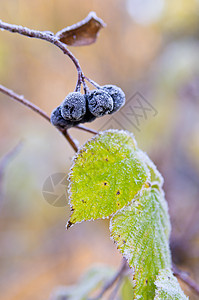 冷冻窒息莓背景图片