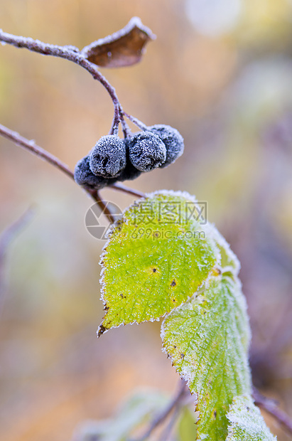 冷冻窒息莓图片
