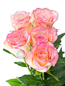 粉红玫瑰白色花园绿色叶子粉色背景图片