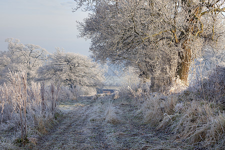 英格兰冰冻豪华农田薄雾树篱季节冻结农村英语场地丘陵季节性图片