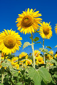 向日向农业花瓣蓝色叶子阳光晴天植物黄色乡村绿色图片