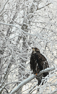 秃鹰围在雪上 飞秃鹰图片