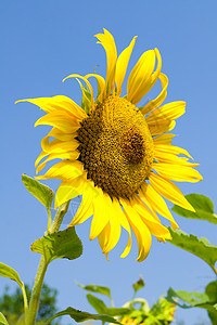向日向花粉天空植物昆虫动物蜂蜜向日葵环境植物群阳光图片