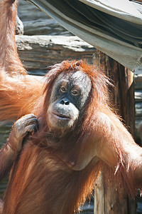 奥兰古人女性动物园动物荒野头发野生动物丛林猿猴棕色原始人图片