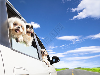 养狗的家人在车里旅行图片