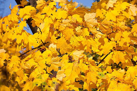 秋季黄色树木晴天公园森林活力环境棕色叶子季节图片