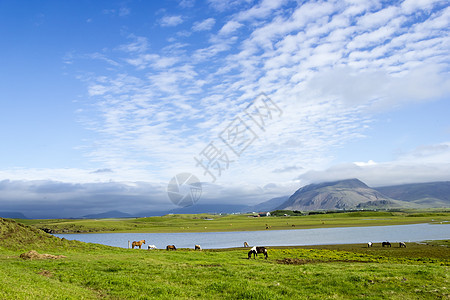 美丽的湖在山地背景之下 冰岛 夏天好花朵草地国家土地草原太阳天空乡村池塘旅游图片