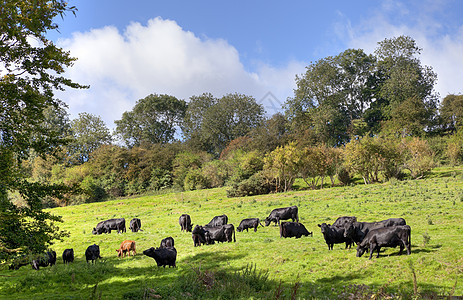 奶牛猫英国农村和奶牛的风景背景