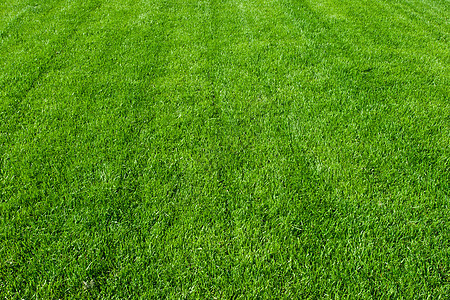 绿草院子草原土地绿色植物植物活力边缘草地场地环境图片