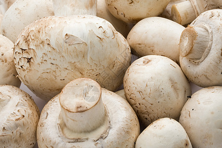香农蘑菇白色蘑菇烹饪食物营养图片
