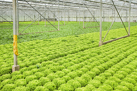 玻璃房中生长的内栖植物和沙拉植物食物苗圃生产收成幼苗园艺保护收获文化蔬菜图片