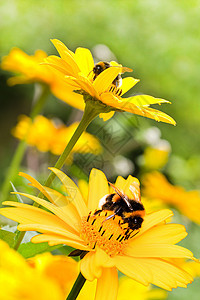 夏花花园向日葵上的黄蜂图片