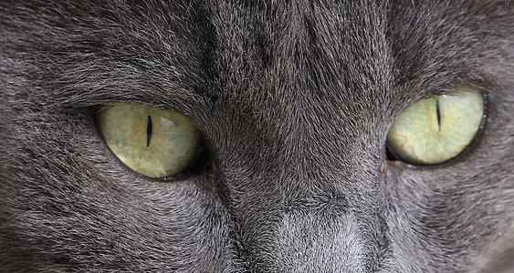 灰猫闭上绿眼睛的眼毛皮友谊鼻子小猫猫科宠物灰色好奇心头发宏观图片