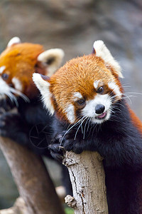 小熊猫荒野动物园宠物富根树叶动物熊猫食肉野生动物公园图片