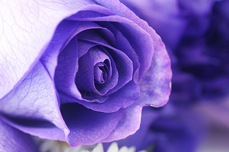 美丽的紫花玫瑰的宏背景季节庆典花瓣花束芳香情调玫瑰婚礼周年甘菊图片