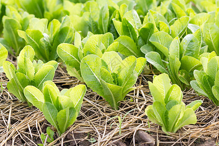 绿色生菜种植蔬菜花园美食沙拉生产饮食园艺食物土壤团体图片