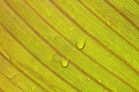 雨中叶子植物学季节植物群植物生长环境活力飞沫宏观水滴图片