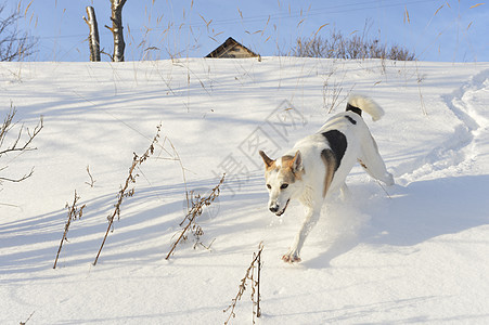 跑着胡斯基季节成人跑步森林哺乳动物自由跳跃女性雪橇太阳图片