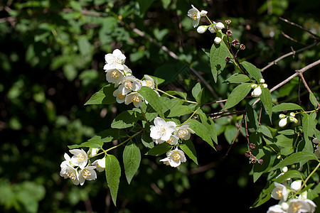 绿叶和白花木头公园白色茉莉花水平阳光季节黄色茉莉棕色图片