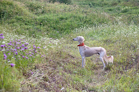 站立白白沙露棕色白色猎犬黄色绿色水平花朵黑色场地动物图片