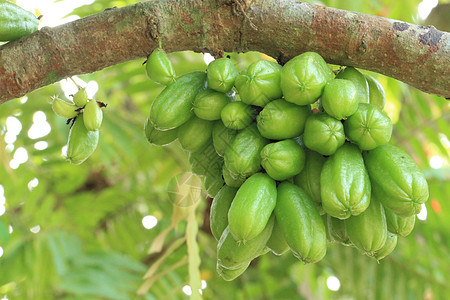 黄瓜木耳比林比水果草药酸味黄瓜饮食植物气候热带绿色蔬菜背景