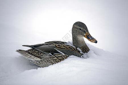 雪中马车鸭嘴兽男性水鸭鸟类形目水禽群居图片